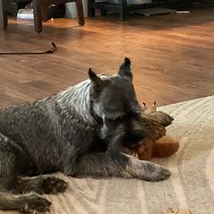 Boy 5 - Pepper and salt male Standard Schnauzer puppy in Summerfeld, Florida from Amazing Standard Schnauzers