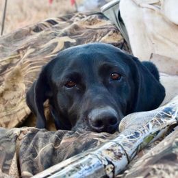 Labrador Retrievers from Blackland Retriever kennels