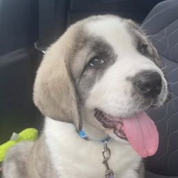 Central Asian Shepherd Dogs and Pembroke Welsh Corgis from Crazy 8 Corgis