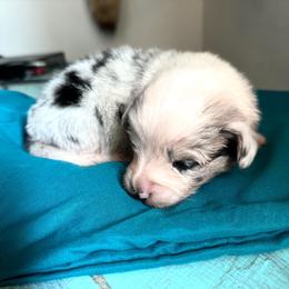Frappe - Blue merle and white female American Corgi puppy in Bayard, Nebraska from Puppies by Alies