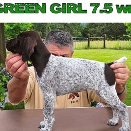 Green - White and liver female German Shorthaired Pointer puppy in Woodruff, South Carolina from Montjoy Farms