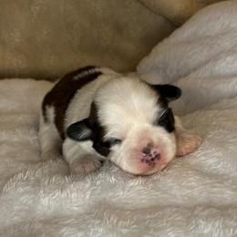 Bella - Tricolor female Shih Tzu puppy in Reading, Michigan from You Little Shih-tzu’s 😊