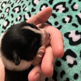 Almond Joy - Blue female Australian Cattle Dog puppy in Lancaster, Minnesota from Weleski Chocolate Heelers