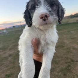Neon Green - Parti male Springerdoodle puppy in Clifton, Idaho from Little Mountain Springers, Springerdoodles & Poodles