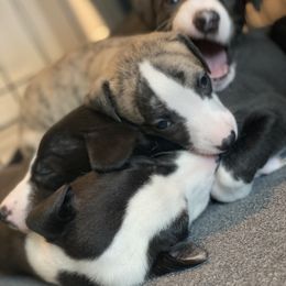 Whippet Puppies from Infinity Whippets
