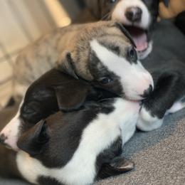 Whippet Puppies from Infinity Whippets