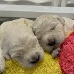 Clara - Light golden female Golden Retriever puppy in Pleasant Hill, Missouri from KCs Golden Dream