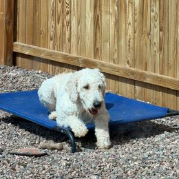 Codie - Cream male Goldendoodle puppy in Wickenburg, Arizona from Oh Doodles Doodlery