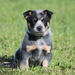 Australian Cattle Dog Puppies from The Sweet Kennels