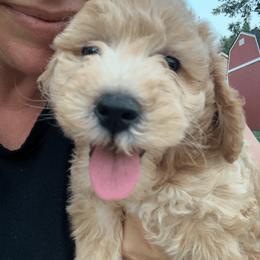 Goldendoodle Puppies from Rockin R Doodles