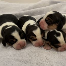 Beagle Puppies from Prairie Tail Beagles