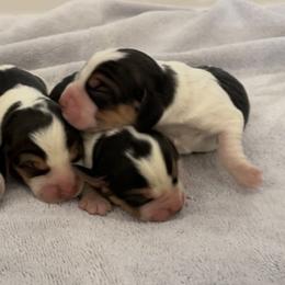 Beagle Puppies from Prairie Tail Beagles