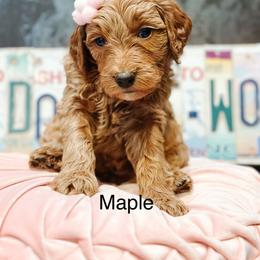 Maple - Red  female Goldendoodle puppy in Pasco, Washington from Camp Doodle Woods