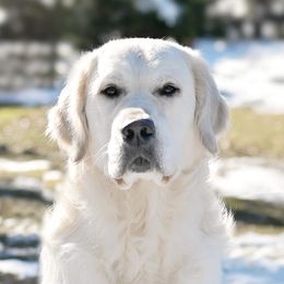 Beau - Golden Retriever