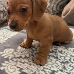 Honey Female CKC certified. UPDATED PHOTOS 1  17  26 - Sable female Dachshund puppy in Oklahoma City, Oklahoma from Diana's Dachshunds CKC certified!