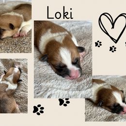 Loki - White and red male Pembroke Welsh Corgi puppy in Boones Mill, Virginia from Cahas Corgis of Virginia