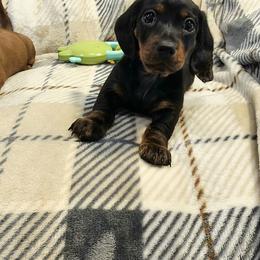 Little Lucy - Black and tan female Dachshund puppy in Littlestown, Pennsylvania from Redeemer's Dachshunds
