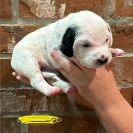 Dalmatian Puppies from Cowart’s Dalmatians