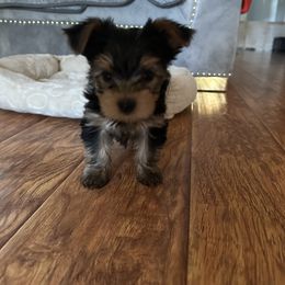 Yorkshire Terrier Puppies from Angelica's Yorkshire Terriers