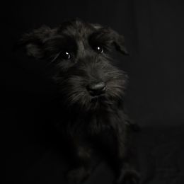 Aurora, Black female, pink collar - Black female Giant Schnauzer puppy in St George, Utah from Schnauzer Ranch