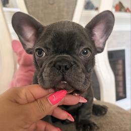 Blu - Blue female French Bulldog puppy in Plano, Illinois from Velvet Fluffy Pups