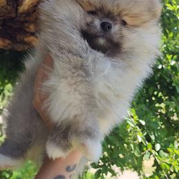 O'Malley - Orange sable Pomeranian puppy in Three Rivers, California from Mountain Mama's Poms