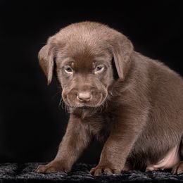 Labrador Retriever Puppies from Southtown Retrievers