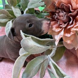 Girl 2 - Blue female Italian Greyhound puppy in North Carolina from Celtic Sighthounds