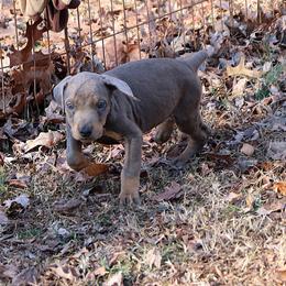 Boy 8 - male Doberman Pinscher puppy in Harmony, North Carolina from Havenhaus Dobermans