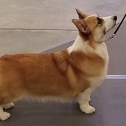 Pembroke Welsh Corgis from Ditto's Pembroke Welsh Corgis