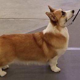 Pembroke Welsh Corgis from Ditto's Pembroke Welsh Corgis