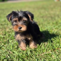 Lady - Black and gold female Yorkshire Terrier puppy in Diamondhead, Mississippi from Jazzy Puppy Palace