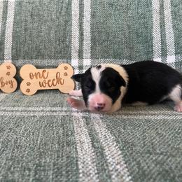 Cody - Male - Black and white male Border Collie puppy in Avery, Texas from Willa Creek Border Collies