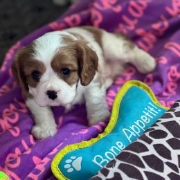 Nicholas - Blenheim male Cavalier King Charles Spaniel puppy in Howardsville, Virginia from Spectacular Aussies and Cavaliers