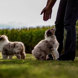 Australian Shepherd Puppies from Larkwood Australian Shepherds