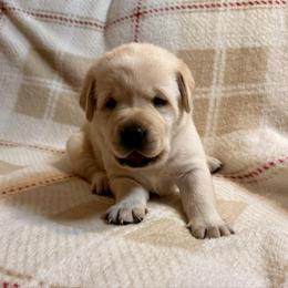 Sunny - Yellow female Labrador Retriever puppy in Tekonsha, Michigan from Asher Acres Labs