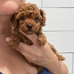 Chloe - Apricot female Poodle puppy in Houston, Texas from Texas Toy Poodles