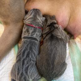 Red boy - Gray and fawn male Cane Corso puppy in Lakeland, Florida from Valyrian Cane Corsos