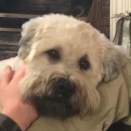 Tormund - Soft Coated Wheaten Terrier
