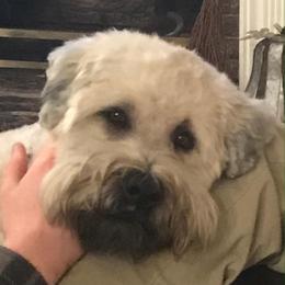 Tormund - Soft Coated Wheaten Terrier