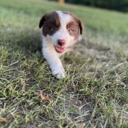 Rose - Red female Border Collie puppy in Erwin, North Carolina from Herd That Farms