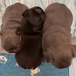 French Bulldog Puppies from Mountain Frenchies 915