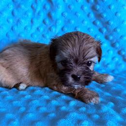 Girl 3 - Brindle female Shih Tzu puppy in Florida from Shih tzus and Shorkies Galore