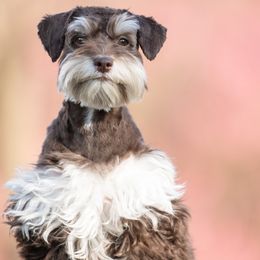 Miniature Schnauzers from Quality Schnauzer