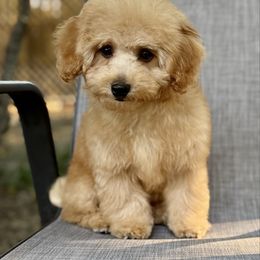 Charlie - Apricot male Poodle puppy in Greenville, North Carolina from Royal Paws, LLC