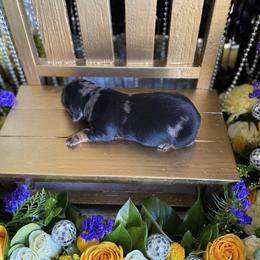 Shay - Dapple female Dachshund puppy in Wills Point, Texas from Duck Creek Farm