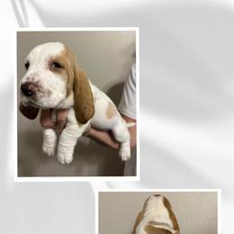 Basset Hound Puppies from Mariah Ochoa