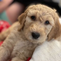 Double Doodle Puppies from Wicker Doodles