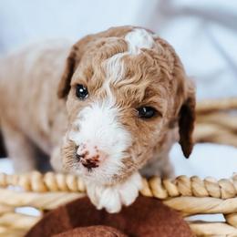 Rex - Cream male Goldendoodle puppy in Lakeland, Florida from Rolling Oak Doodles