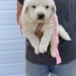 Miss Pink - White female Great Pyrenees puppy in Idaho from Portneuf Range Pyrenees